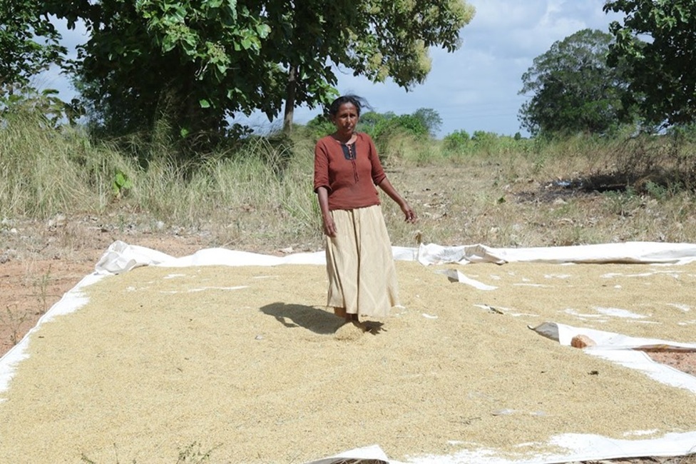 වී අස්වැන්න මැද ගොවියා හඬවන ‘තෙත වී’ සහ පසු අස්වනු හානියේ අදෘශ්‍යමාන හස්තය